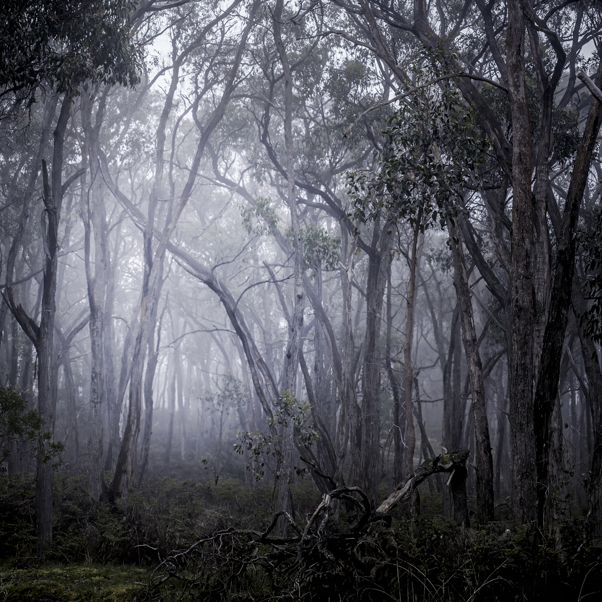 Grey Trees